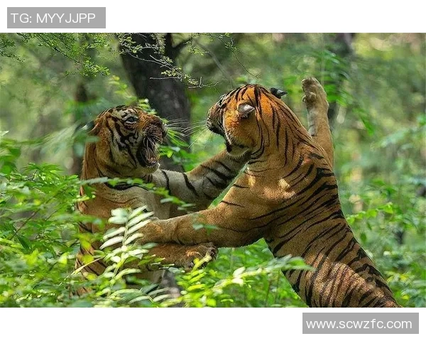 墨美洲与老虎大学激战正酣精彩对决引发球迷热议